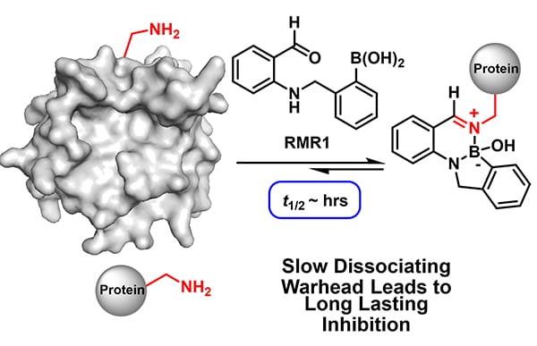 Lysine-Targeting Reversible Covalent Inhibitors with Long Residence Time