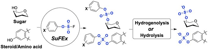 A General Approach to O‐Sulfation by a Sulfur(VI) Fluoride Exchange Reaction
