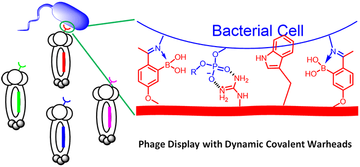 The Wang group has led an international collaboration in the development of a new heterogeneous catalyst for solar water splitting applications. The catalyst consists of two Ir atoms as the active site. It represents one of the first examples of such catalysts with well- defined atomic structures. Most other high-performance heterogeneous catalysts are poorly defined in their active centers. To correct the deficiency, graduate student Yanyan Zhao from the Wang group started from an Ir molecular catalyst ([Ir(pyalc)(H 2 O) 2 (μ-O)] 2 2+ homo-dimer) and immobilize it onto Fe 2 O 3 surface. A subsequent photochemical treatment was found to strip off all organic ligands to yield the Ir-O- Ir dimer that are stabilized by only H 2 O, OH - and surface O. To study the structures, the authors employed a suite of characterization tools, including aberration-corrected TEM, X-ray absorption spectroscopy and diffuse reflectance infrared Fourier transform spectroscopy. The unique structure was unambiguously confirmed. Importantly, the Ir-O- Ir catalyst exhibited high activity toward solar water oxidation. The well-defined structure allowed the authors to propose the reaction mechanisms, which were confirmed by DFT calculations. A new door to heterogeneous catalyst preparation and study that can directly benefit from knowledge gained on homogeneous catalysis is opened up. The study also involved Yale University, Tufts University, University of California Irvine, the Advanced Light Source, Tsinghua University and Nanjing University.