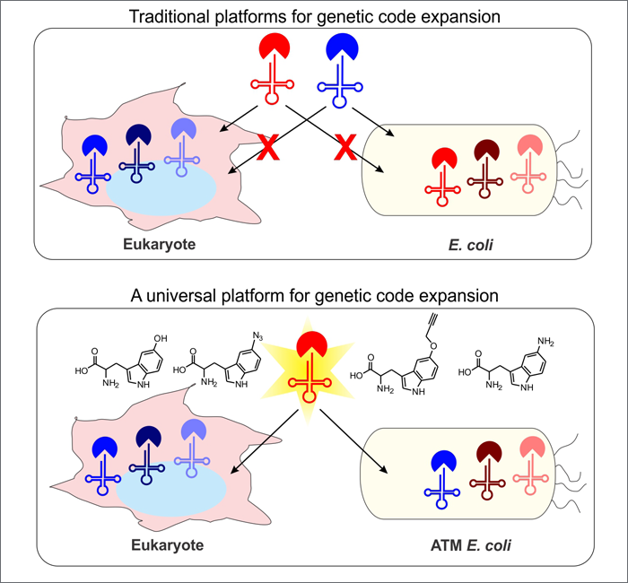 An orthogonalized platform for genetic code expansion in both bacteria and eukaryotes