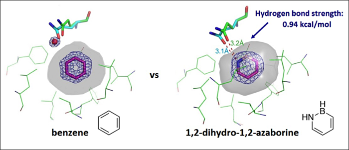Hydrogen Bonding of 1,2-Azaborines in the Binding Cavity of T4 Lysozyme Mutants: Structures and Thermodynamics