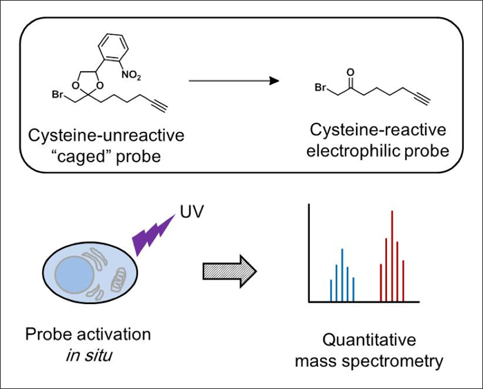A Caged Probe for Global Monitoring of Cysteine Reactivity in Living Cells