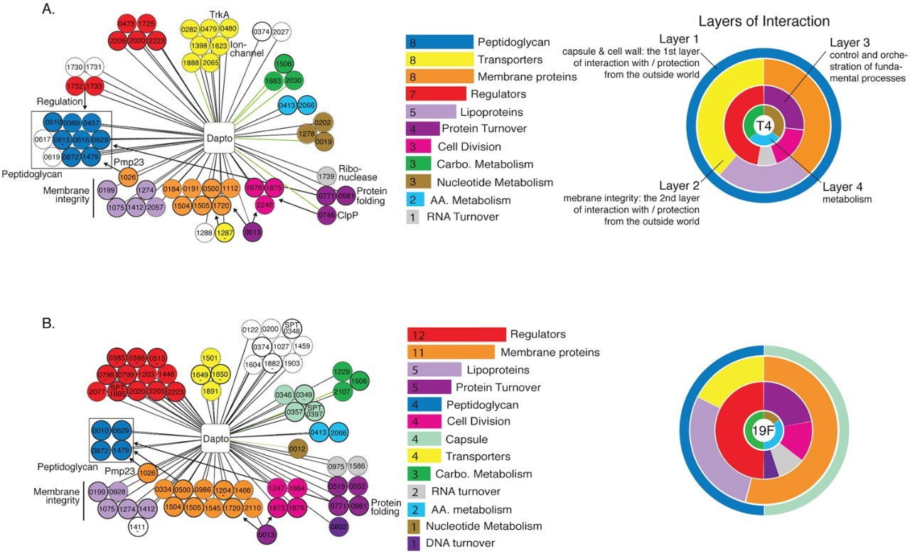 Photo of bacteria-strains