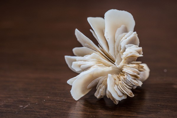 Photo of Coral-photo-Xingchen_Wang