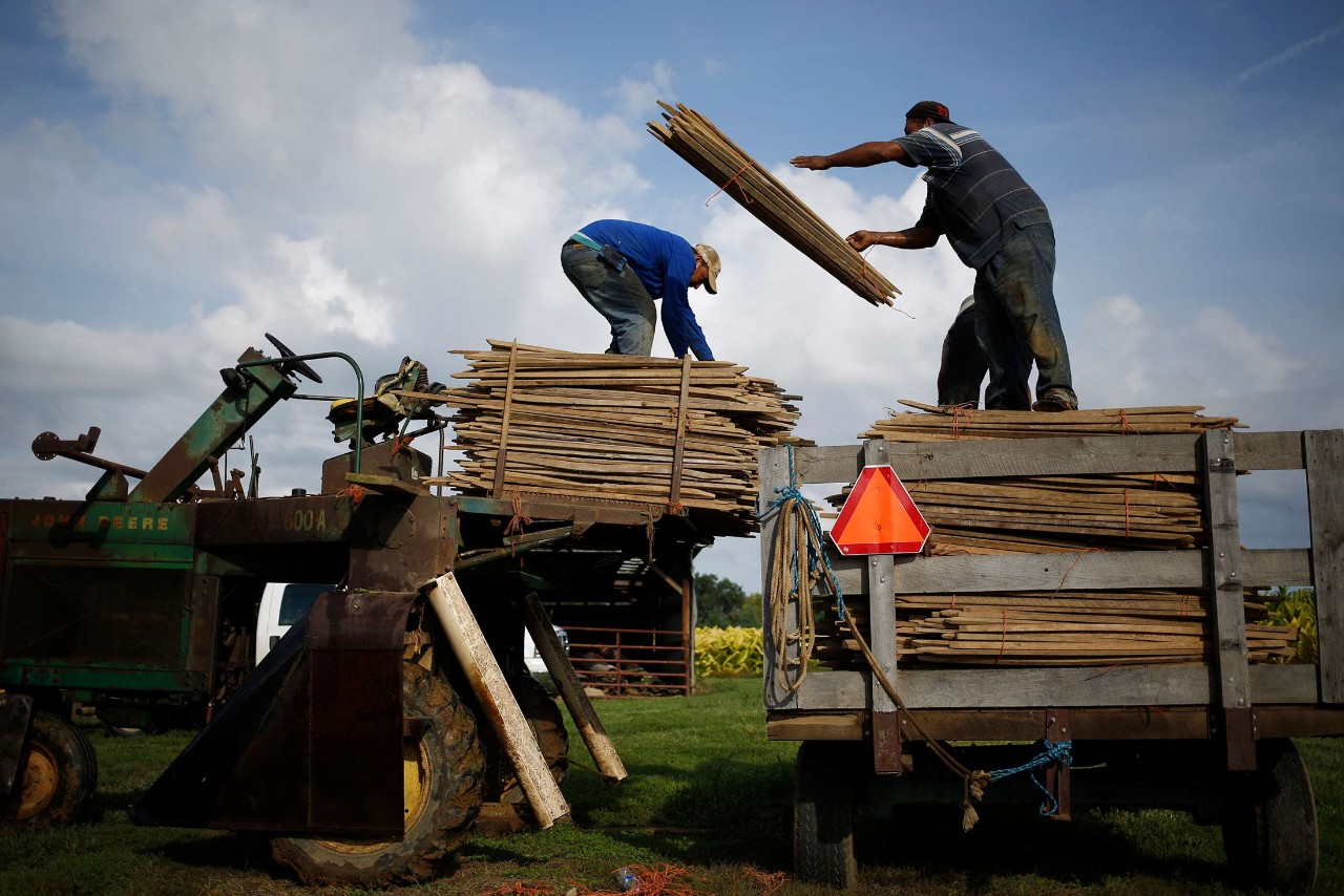 Photo of TOBACCO PRODUCTION