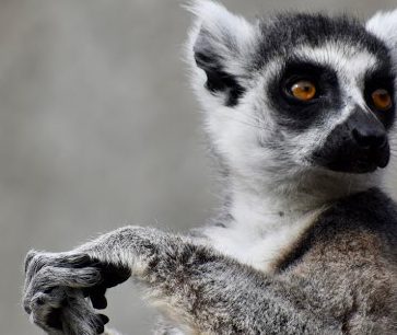 Photo by Gabriela Tejeda '20, while studying abroad in Melbourne, Australia and working at the Melbourne Zoo, a zoo based conservation organization committed to fighting extinction. Due to the clearing of trees and habitat loss, the ring tailed lemur is considered an endangered species. 