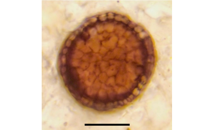 Photo of Bicellum brasieri - a new fossil hints at the origins of animal development