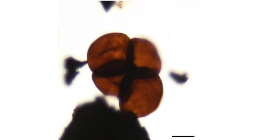 Photo of A fossil record of land plant origins from charophyte algae