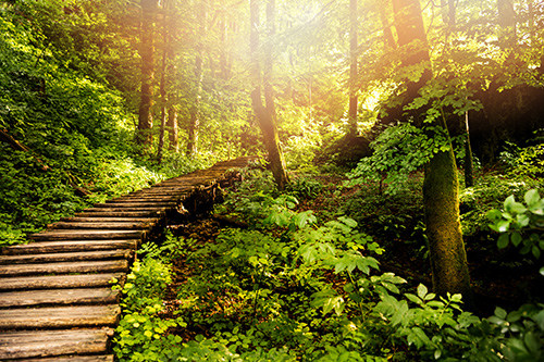 Boardwalk ascending through a forest with sun shining through the trees