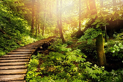 Wooden walkway through a forest with sunlight coming through the trees.