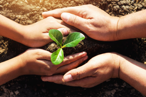 Two pairs of hands shaping soil around a seedling with three leaves