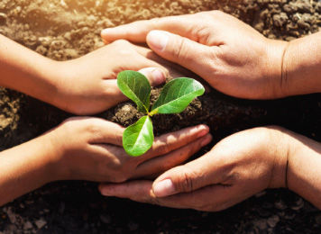 Photo of Two pairs of hands shaping soil around a seedling with three leaves
