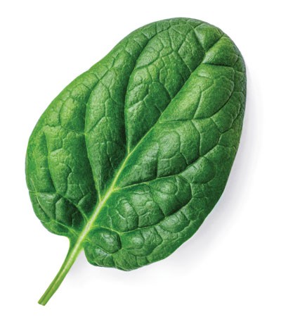 Spinach leaf