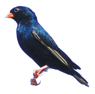 Village Indigobird