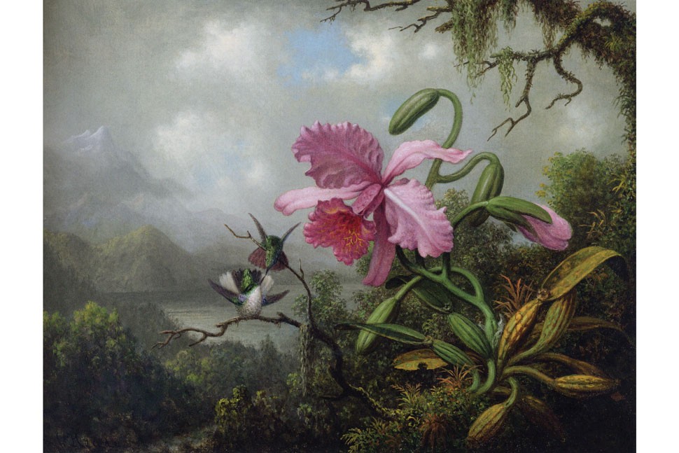 Image of Orchid and Hummingbirds Near a Mountain Lake,