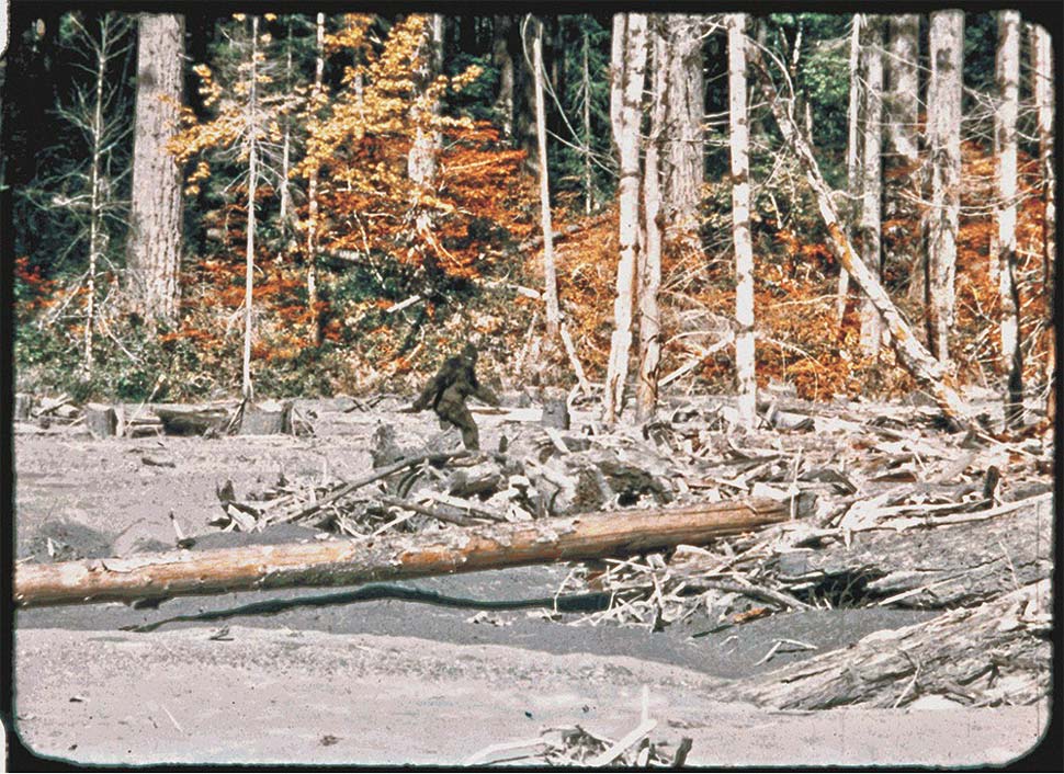 Contested film still of Bigfoot walking through a clearing in the forest. 