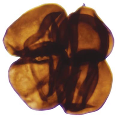 Image of a microfossil