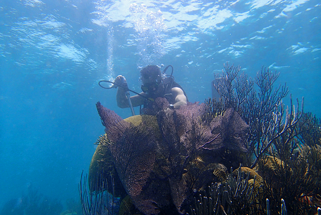 A diver collects a coral sample