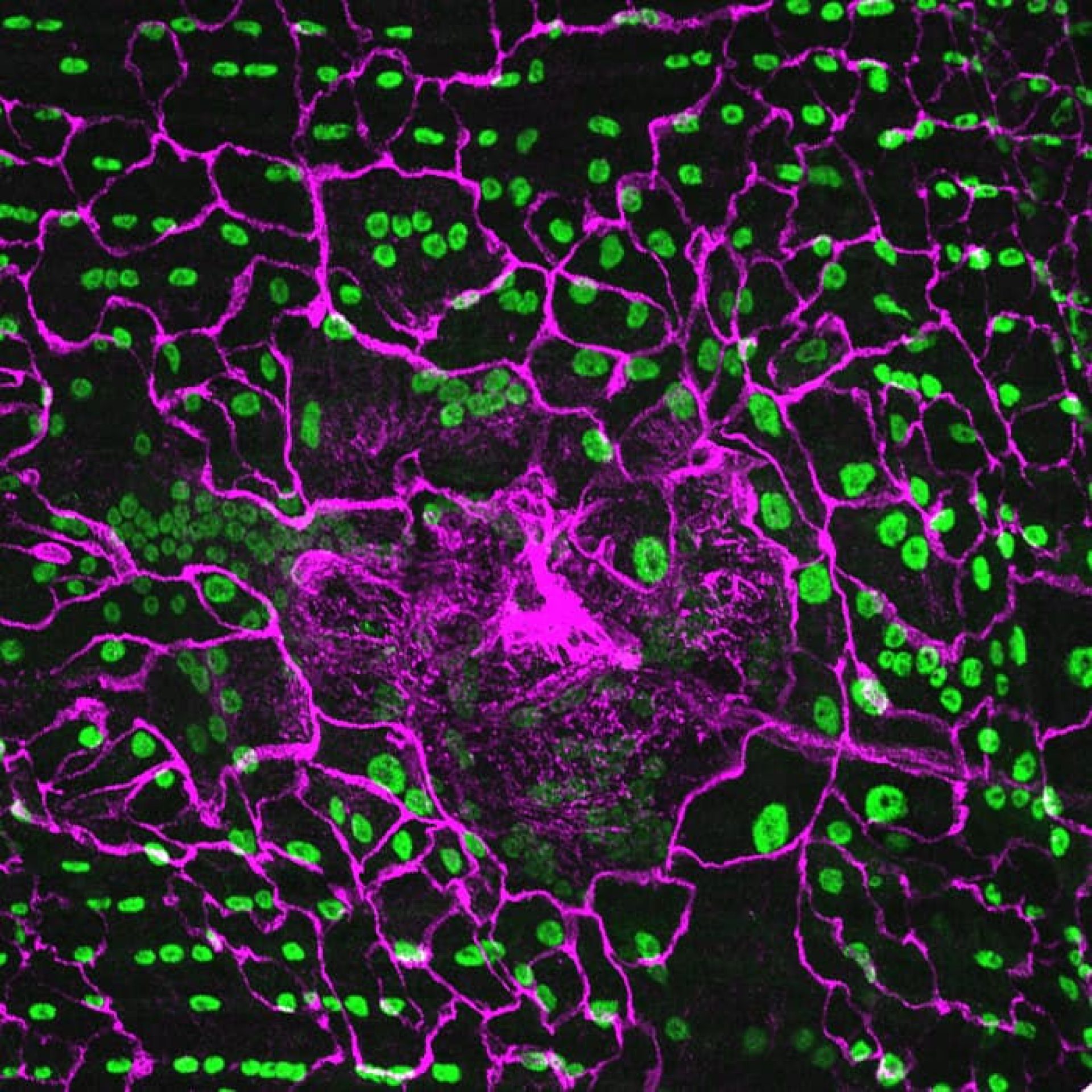 cell slide