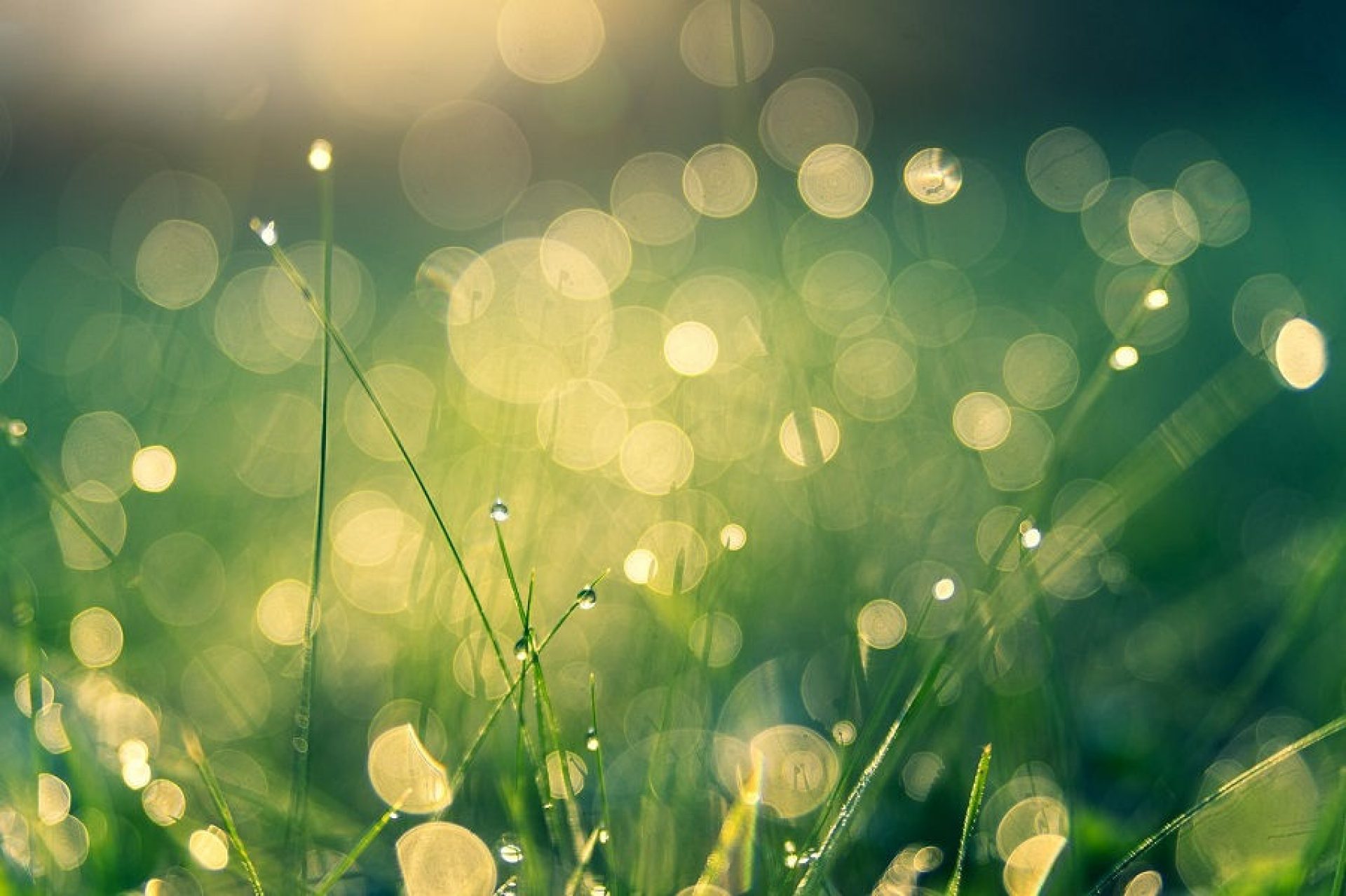 meadow from Pixabay