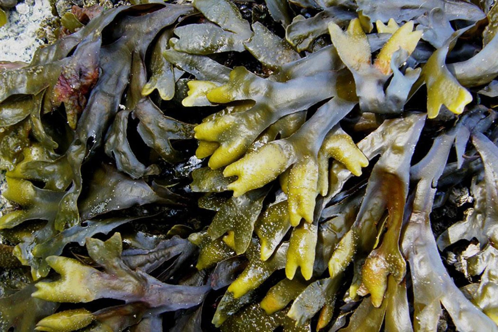 Seaweed on a beach