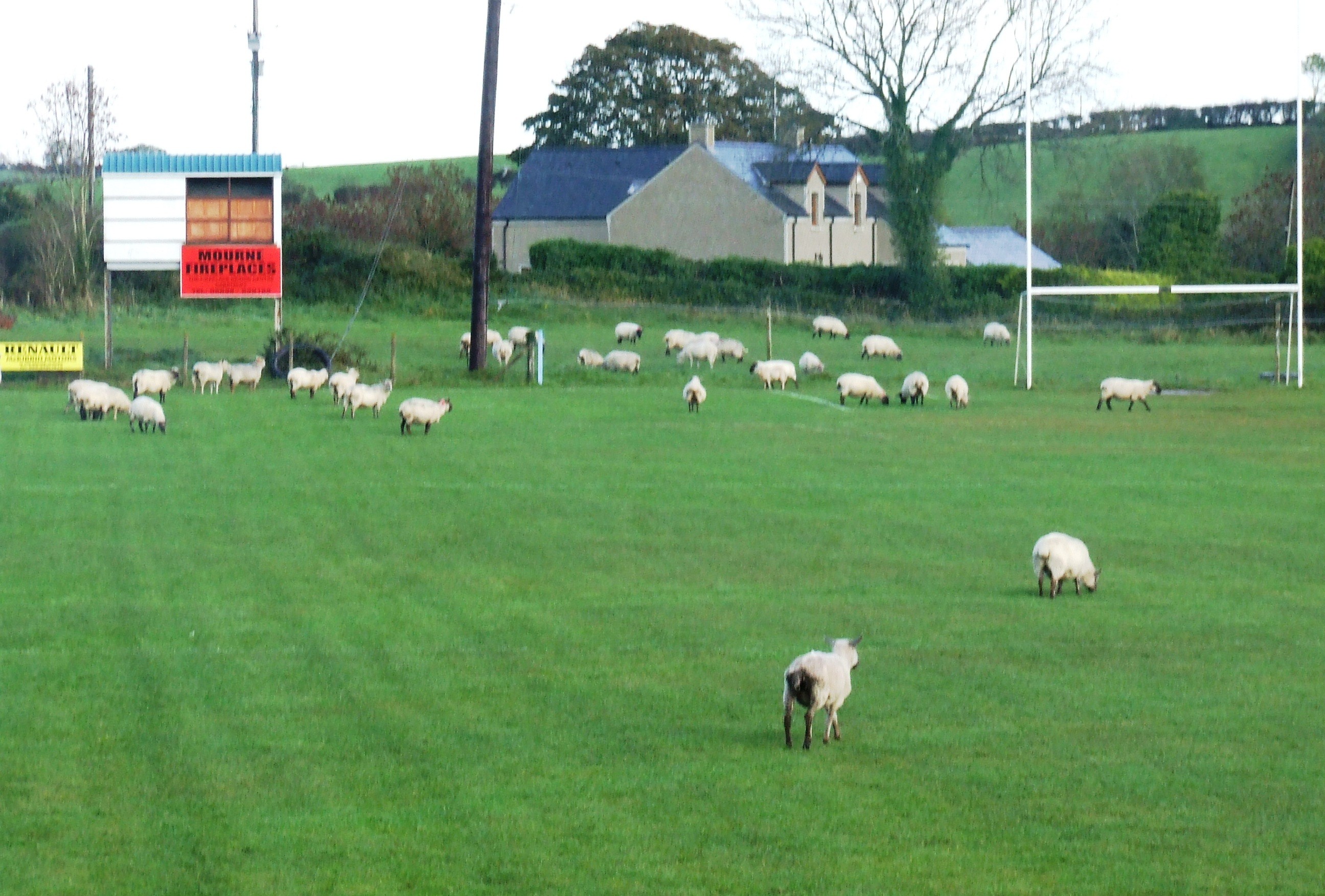 Sheep graze in Loughinisland GAC's playing field in 2008. This was a common sight at GAA pitches around the country in the past.