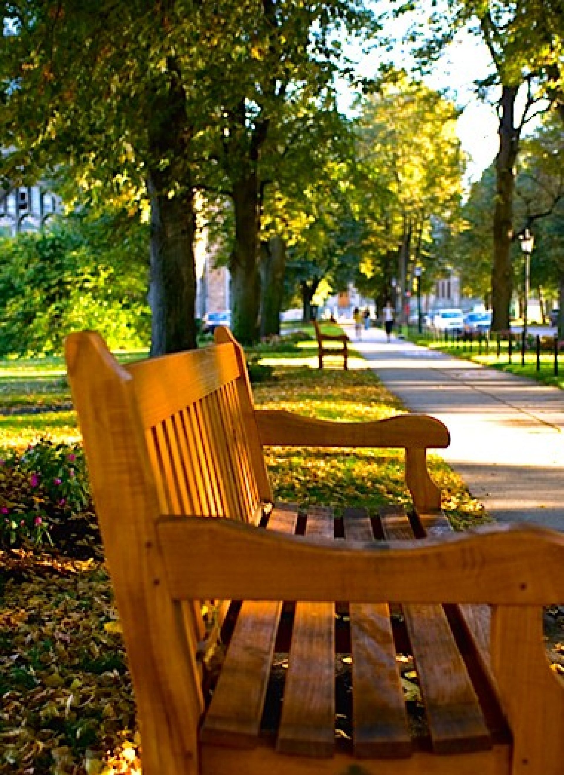 A close-up of a wooden bench