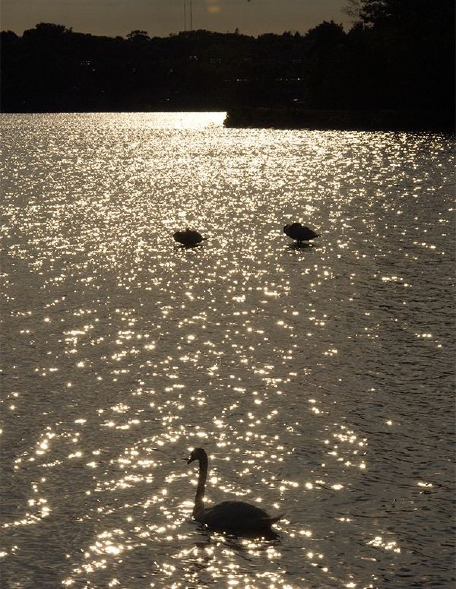 Birds swimming on the reservoir
