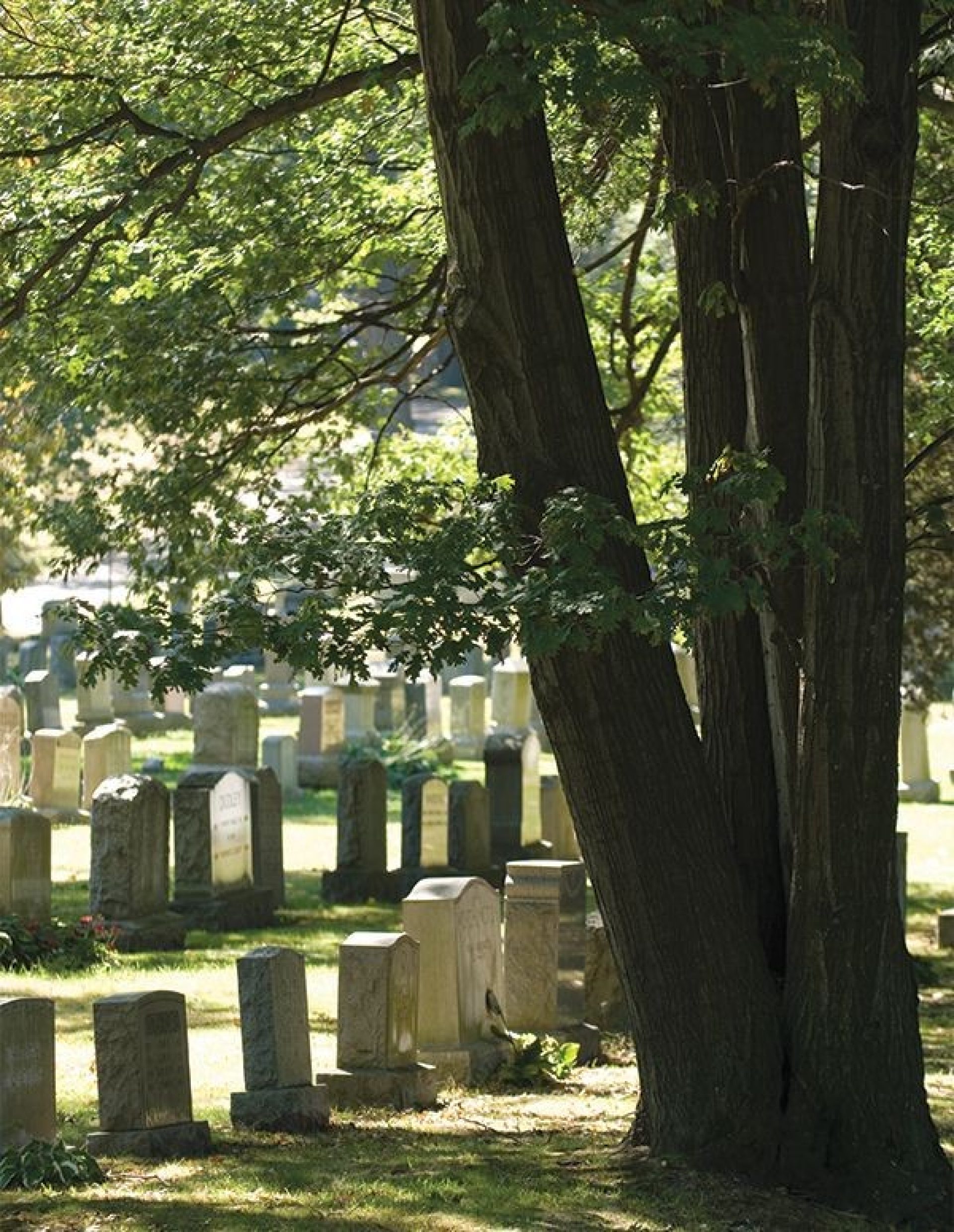 Headstones in a cemetery