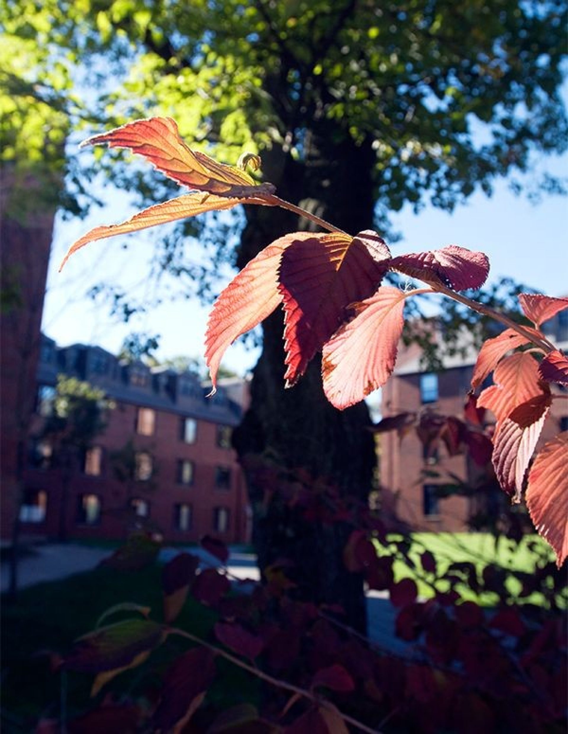 Autumn leaves with buildings in the background