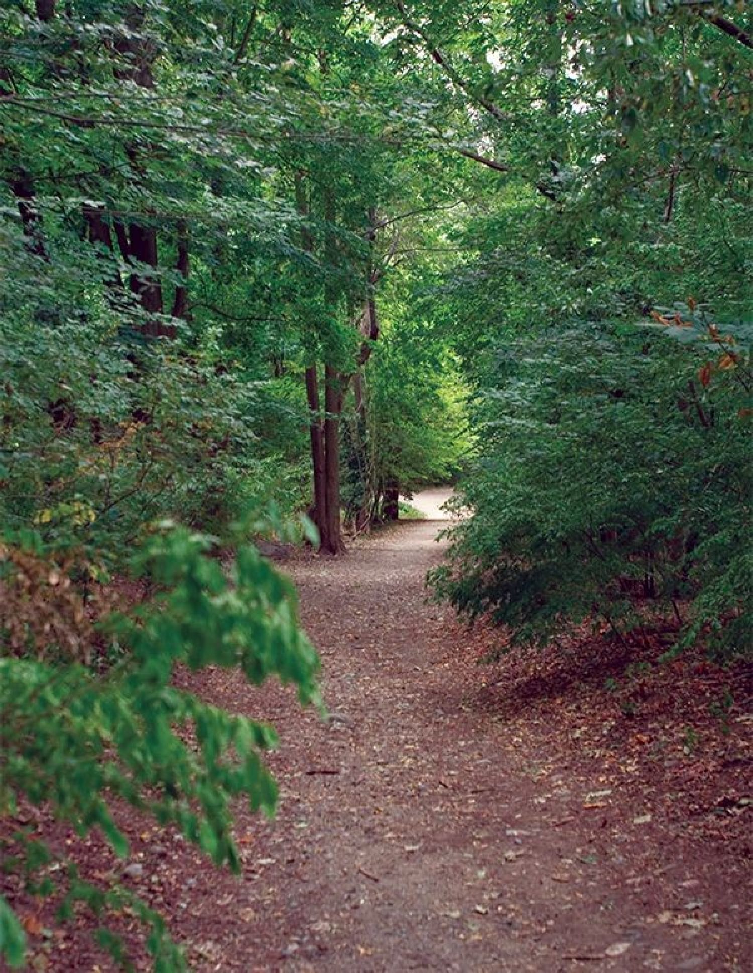 A trail through the forest