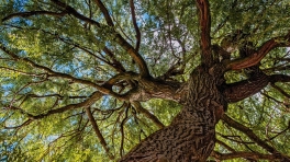 Culture-sustainability-willow-tree