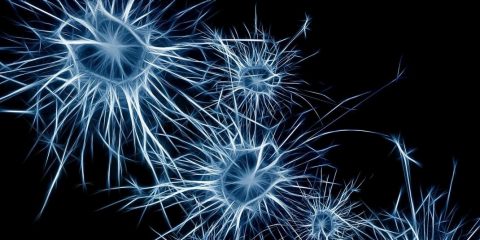 neurons (by Gerd-Altmann, CCO)