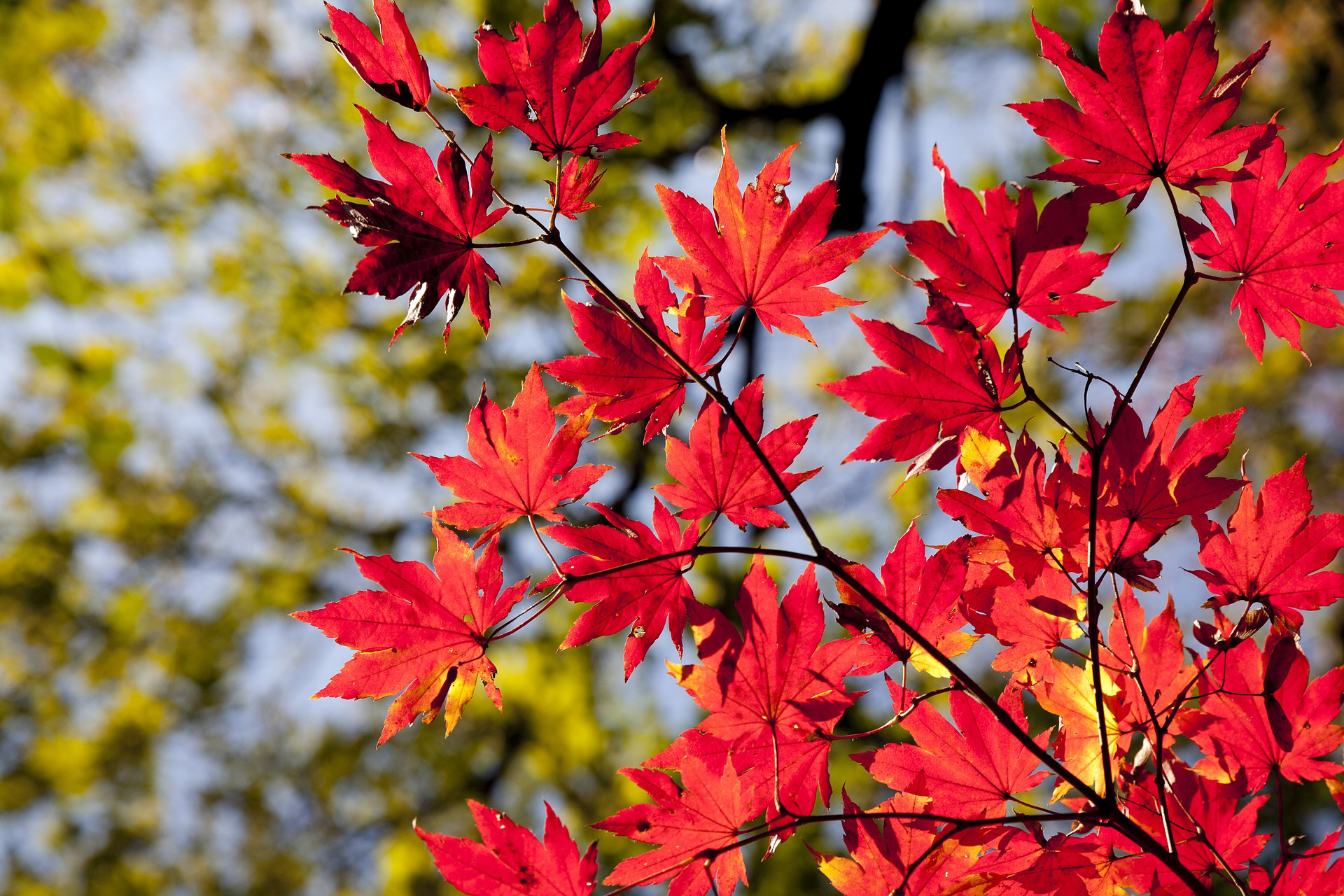 autumn-leaves-2789234_1920