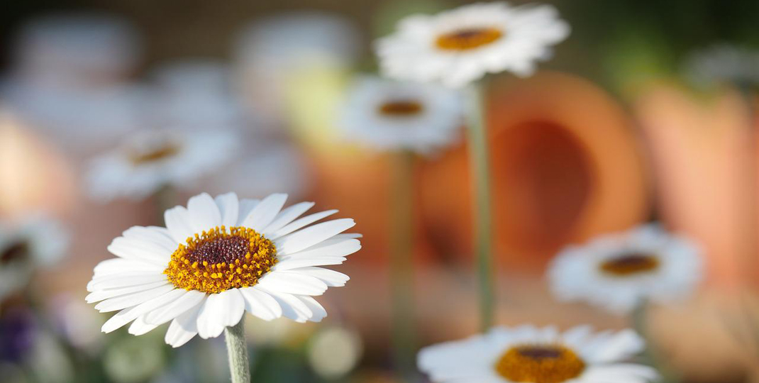 daisies in a field