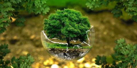 nature ecology