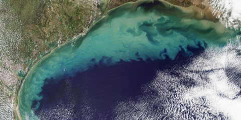 A satellite image of a dead zone in the Northern Gulf of Mexico