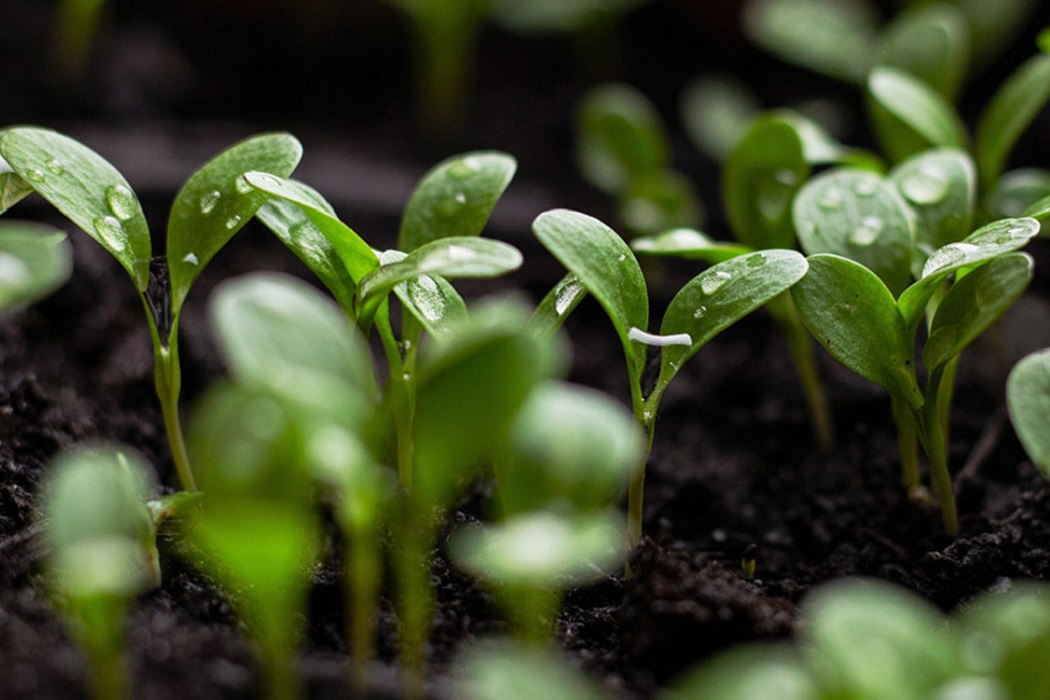 seedlings