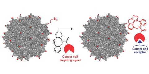 Graphic: Researchers incorporated engineered amino acids into the colored sites shown on an adeno-associated virus to build a cancer-cell targeting gene therapy. 
