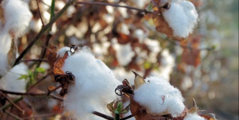 Cotton field