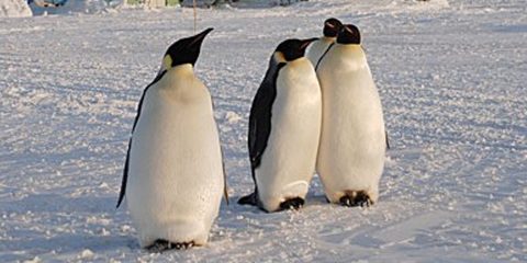 Antarctic penguins