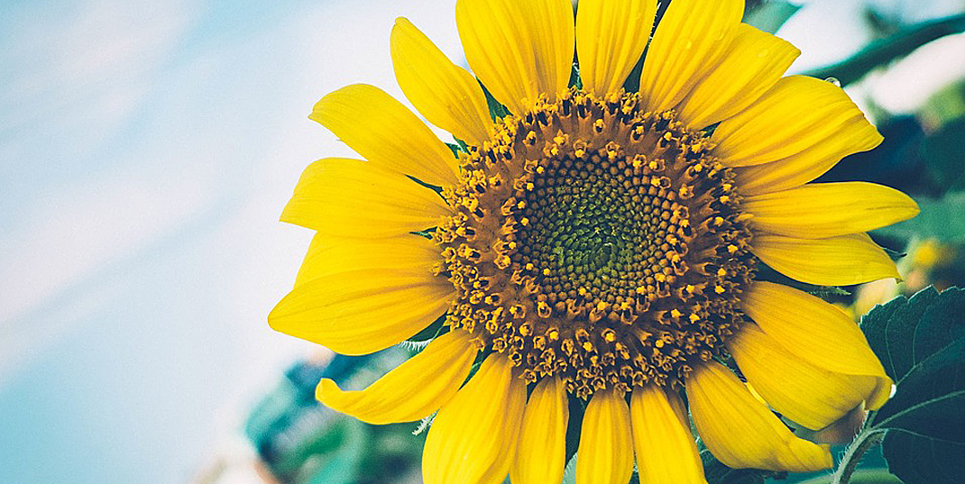 A sunflower