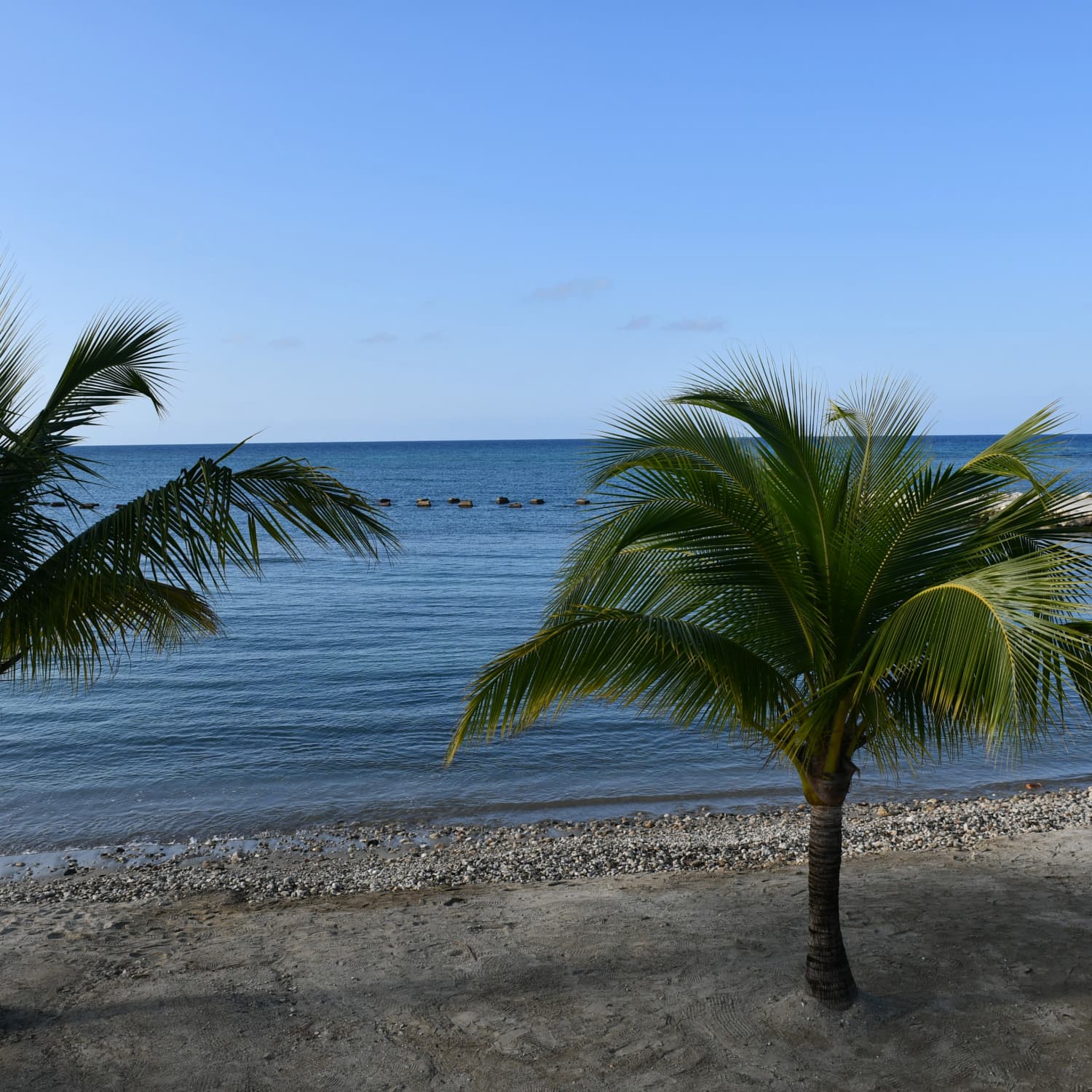 Jamaica Magis palm trees