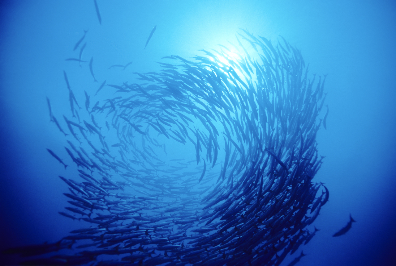 Image of the ocean and fish swimming in a circular motion