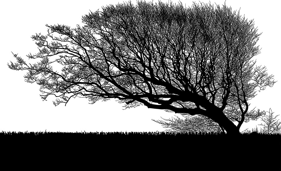Black and white image of a tree with bare branches