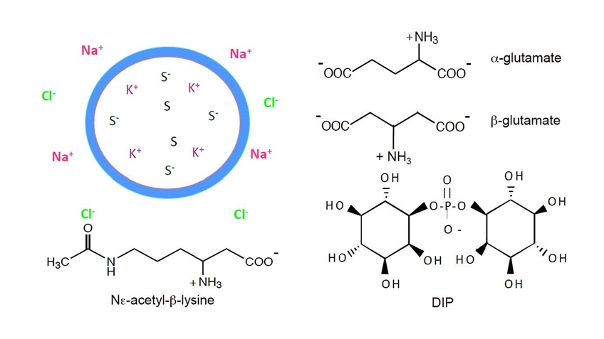 osmolytes