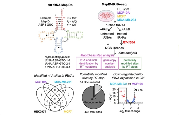 MapID-based quantitative mapping of chemical modifications and expression of human transfer RNA