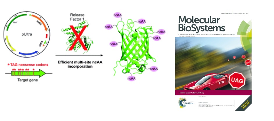 63. "Expanding the substrate scope of pyrrolysyl-transfer RNA synthetase
