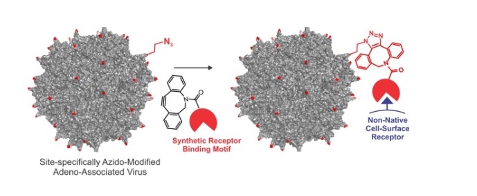 63. "Expanding the substrate scope of pyrrolysyl-transfer RNA synthetase
