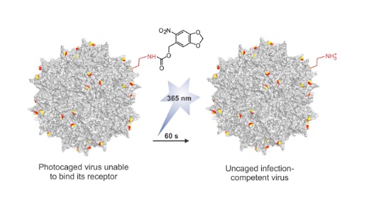 63. "Expanding the substrate scope of pyrrolysyl-transfer RNA synthetase